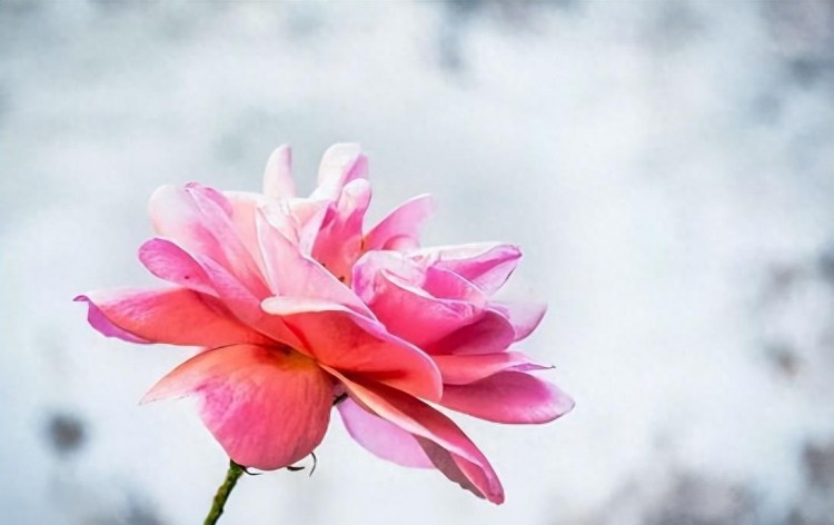 微信爱情大揭秘:谁最关注你的一举一动!